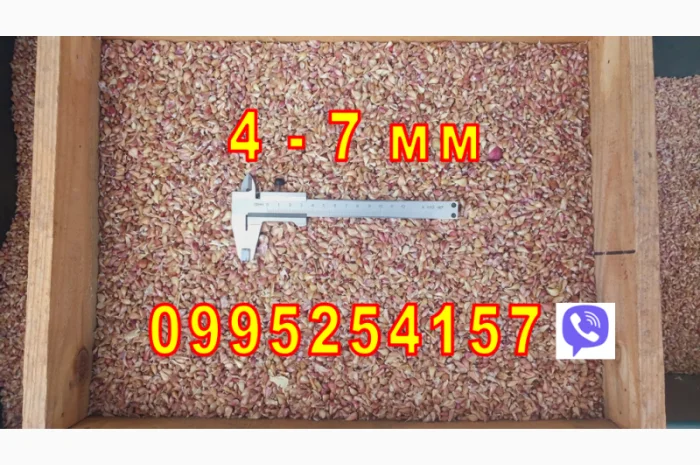 Продажа Воздушка Любаша Чеснок- фото № 10