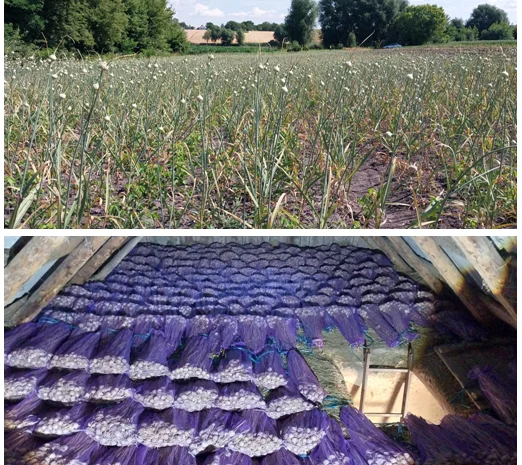 Продажа Воздушка Любаша Чеснок- фото № 2