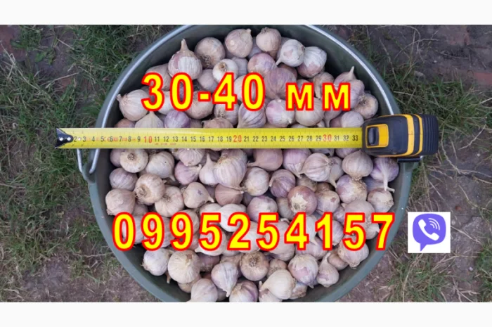 Продажа Воздушка Любаша Чеснок- фото № 3