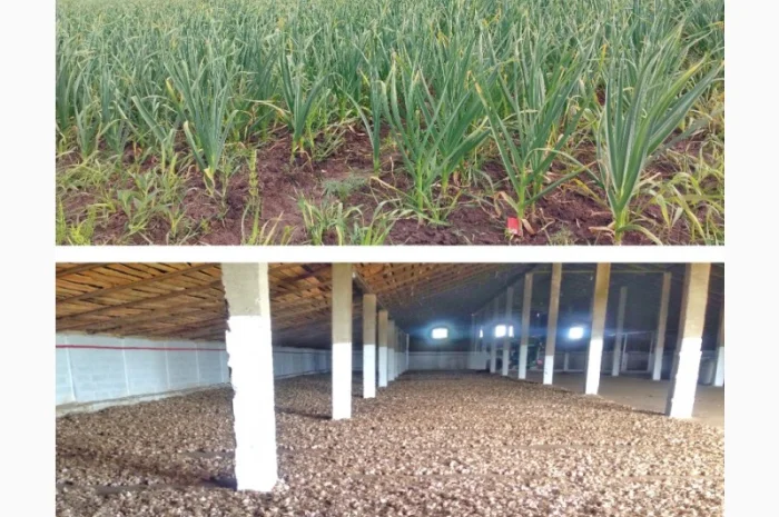 Продажа Воздушка Любаша Чеснок- фото № 4