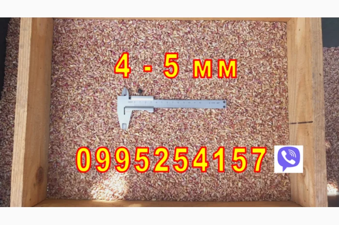 Продажа Воздушка Любаша Чеснок- фото № 6