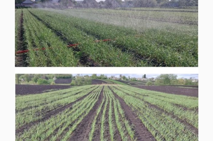 Продажа Воздушка Любаша Чеснок- фото № 7