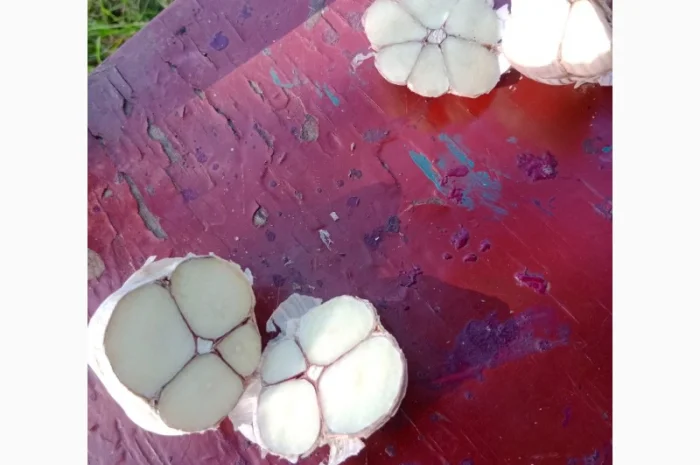 Часник сорт Любаша для посадки- фото № 2