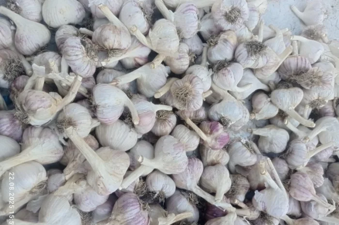 Часник сорт Любаша на продажу- фото № 1