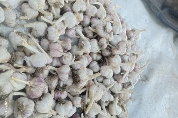 Часник сорт Любаша на продажу- фото № 2