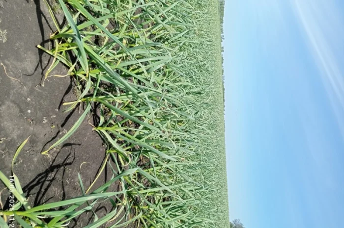 Часник сорт Любаша на продажу- фото № 3