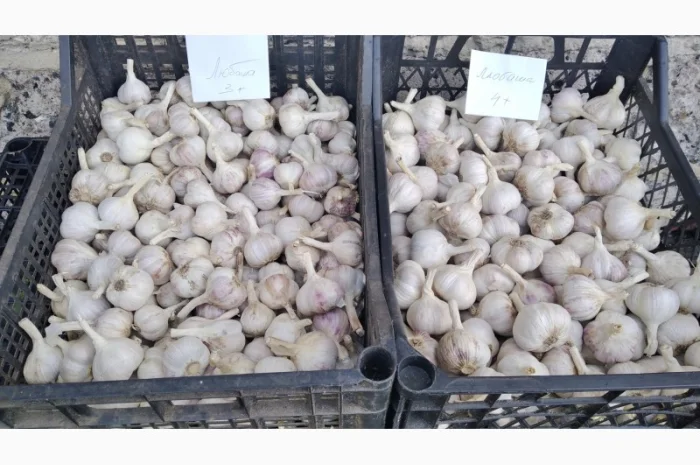 Часник Любаша на продаж- фото № 1