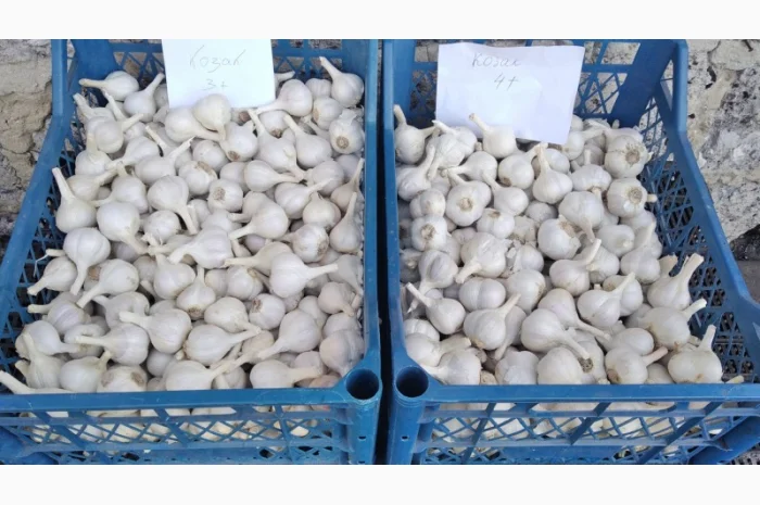 Часник Любаша на продаж- фото № 2