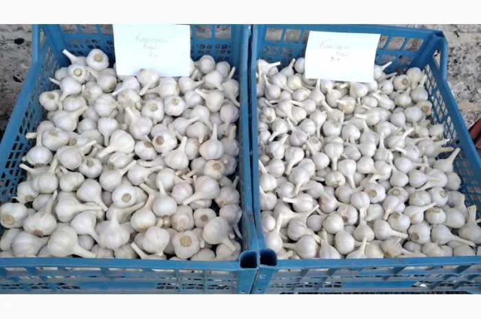 Часник Любаша на продаж- фото № 3