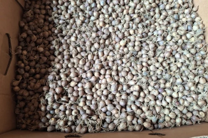 Продаж часнику Любаша в Шостці- фото № 2