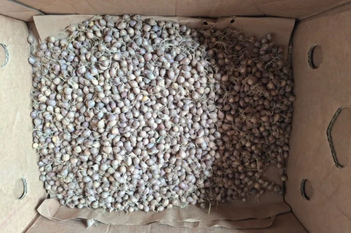 Продаж часнику Любаша в Шостці- фото № 3