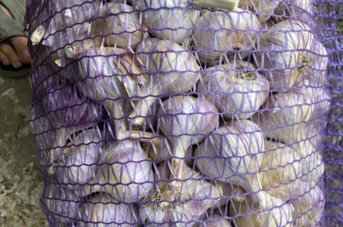 Часник Любаша в оптових обсягах- фото № 1