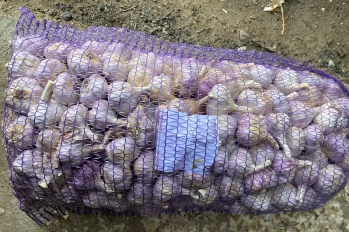 Часник Любаша в оптових обсягах- фото № 2