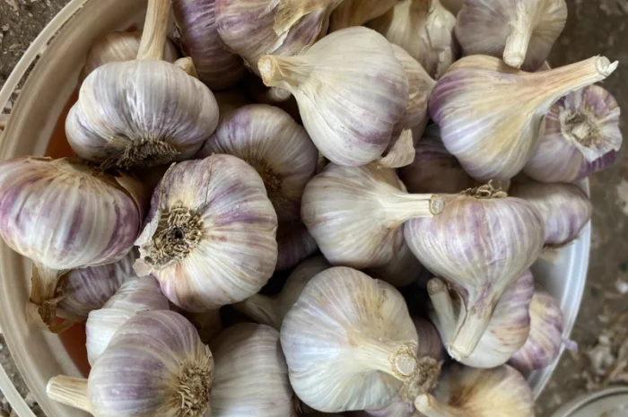 Часник Любаша в оптових обсягах- фото № 3