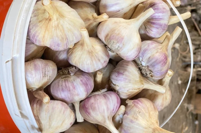 Часник Любаша в оптових обсягах- фото № 5