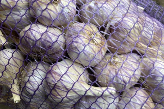 Продажа насіння часнику Любаша- фото № 2