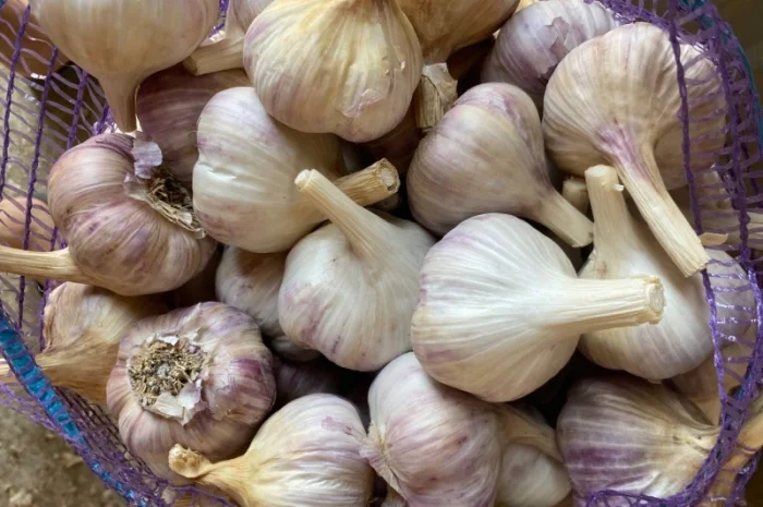 Продажа насіння часнику Любаша- фото № 3