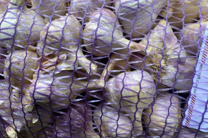 Продажа насіння часнику Любаша- фото № 4