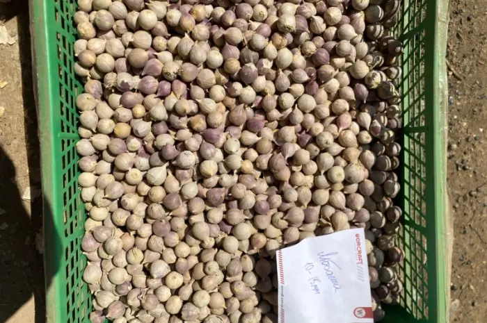 Продам однозубку часнику Любаша- фото № 1