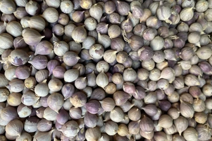 Продажа однозубки часнику Любаша- фото № 2