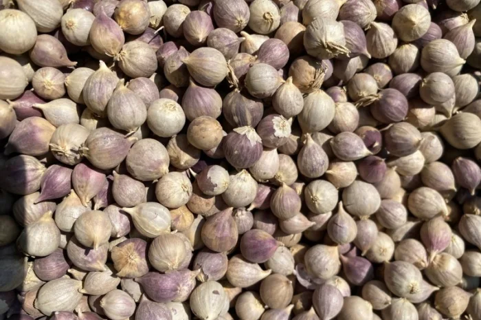 Продажа однозубки часнику Любаша- фото № 3