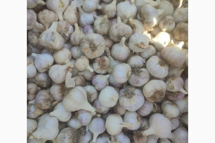 Продам озимий часник 70 кг- фото № 1