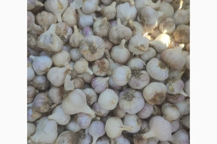 Продам озимий часник 70 кг- фото № 2