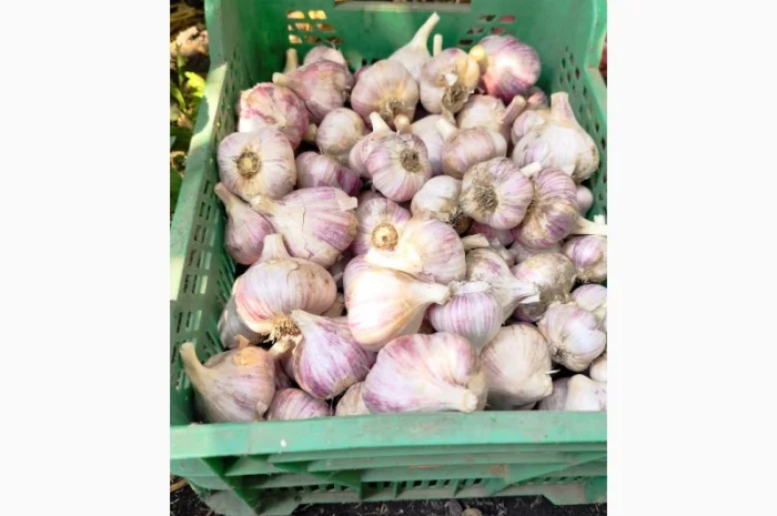 Продаю чеснок Любаша оптом- фото № 2