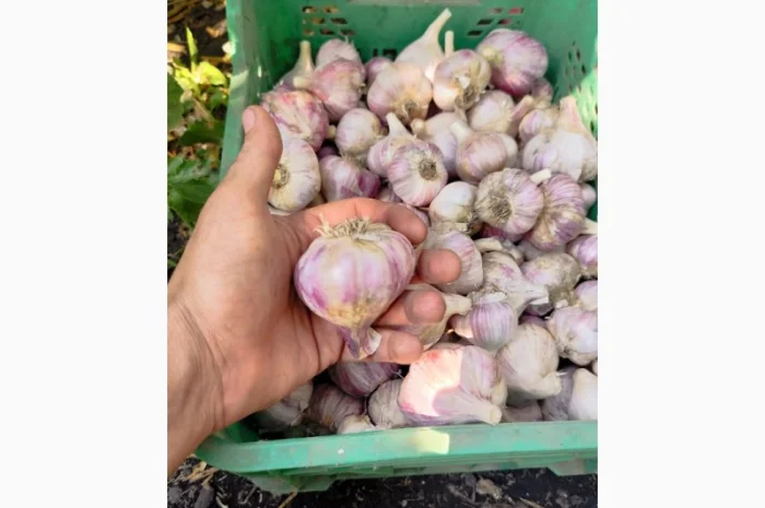 Продаю чеснок Любаша оптом- фото № 3