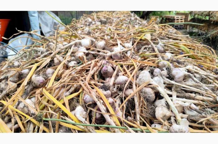 Продаю чеснок Любаша оптом- фото № 4