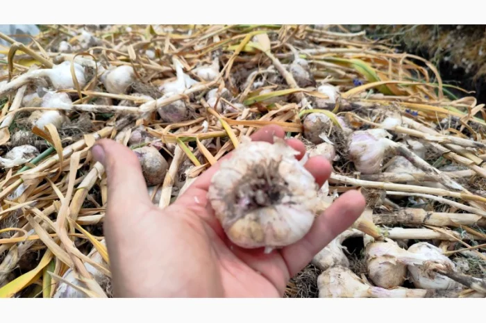 Продаю чеснок Любаша оптом- фото № 5