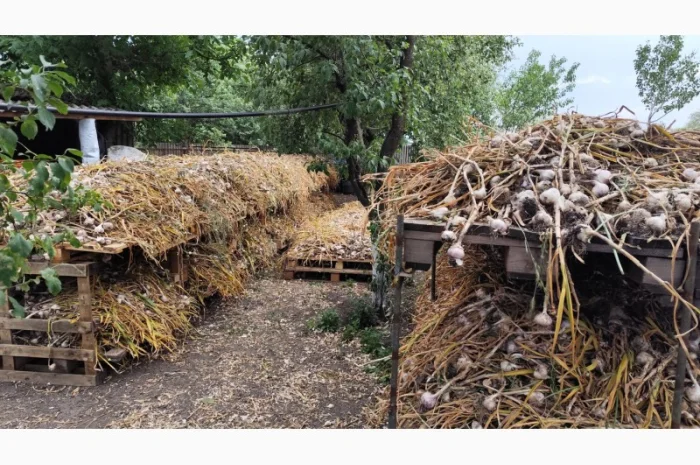 Продаю чеснок Любаша оптом- фото № 6