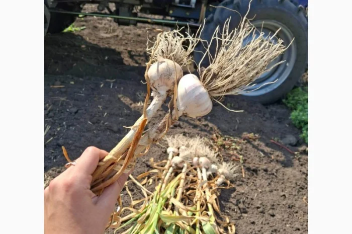 Продаж свіжовикопаного часнику Любаша- фото № 2