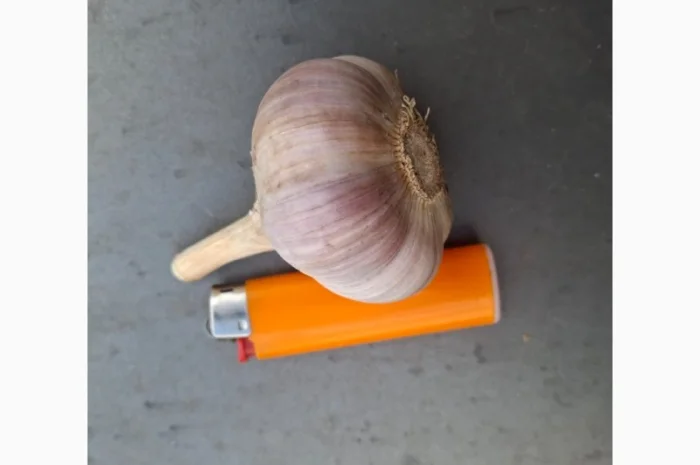 Продаж свіжовикопаного часнику Любаша- фото № 4