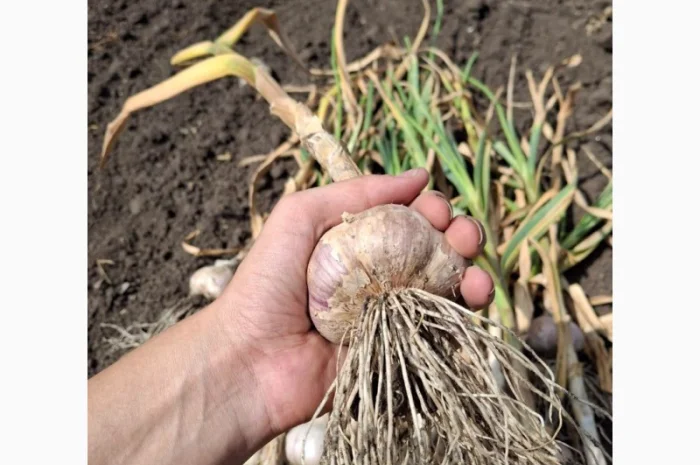 Продаж свіжовикопаного часнику Любаша- фото № 5