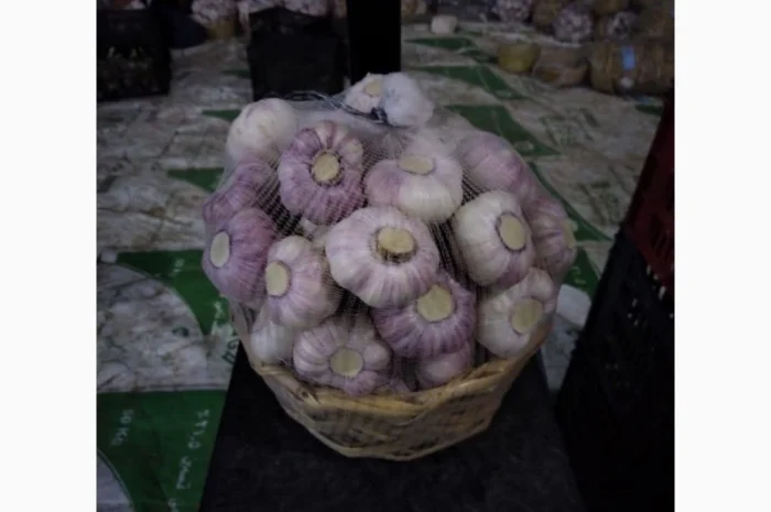 Продажа Часник Єгипет оптом- фото № 1