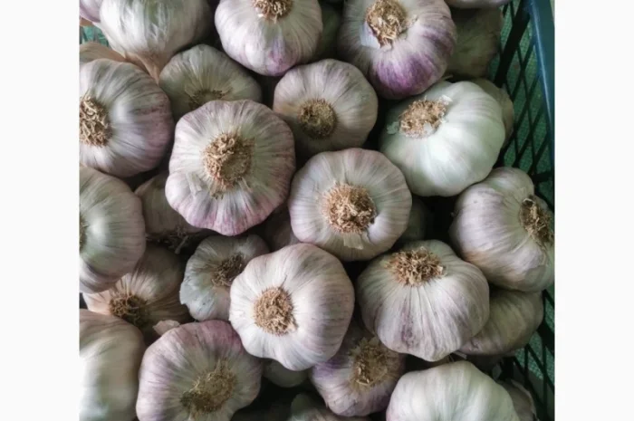 Продажа Часник Єгипет оптом- фото № 2