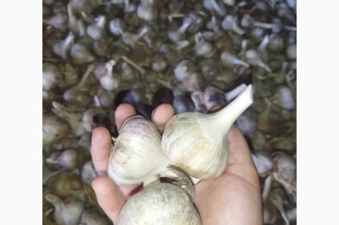 Продажа чеснока Рокамболь и Любаша- фото № 1