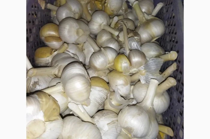 Продажа чеснока Рокамболь и Любаша- фото № 2