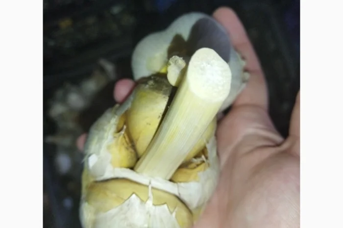 Продажа чеснока Рокамболь и Любаша- фото № 3