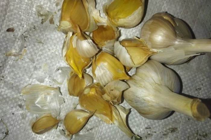 Продажа чеснока Рокамболь и Любаша- фото № 4