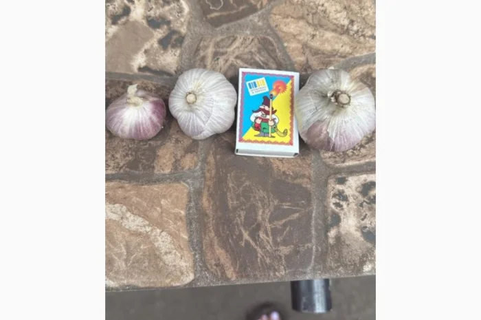 Товарний часник сорт Любаша на продаж- фото № 1