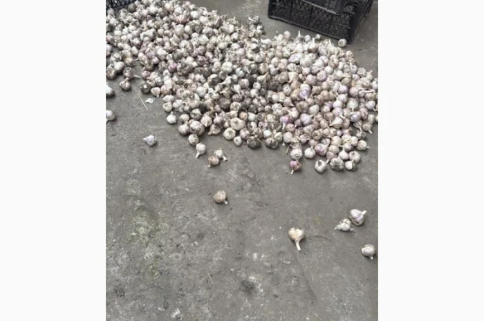 Товарний часник сорт Любаша на продаж- фото № 2