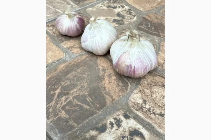 Товарний часник сорт Любаша на продаж- фото № 3