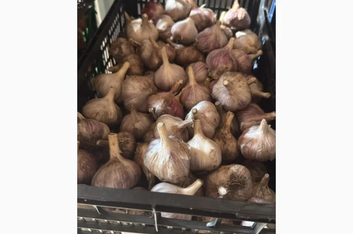 Товарний часник сорт Любаша на продаж- фото № 4