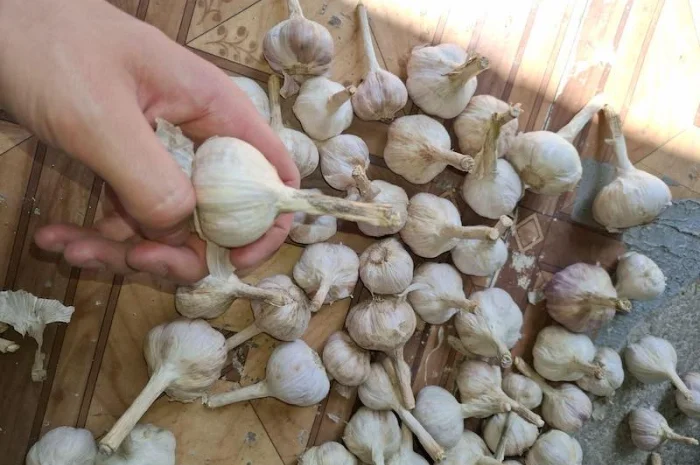 Чеснок для переработки и использования в пищевой промышленности- фото № 1