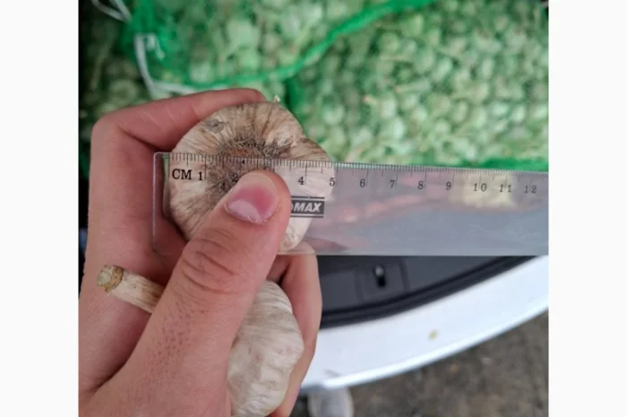 Чеснок для переработки и использования в пищевой промышленности- фото № 2