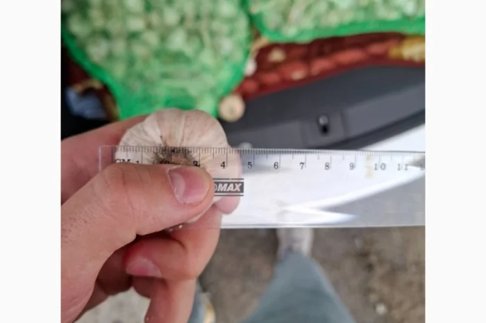 Чеснок для переработки и использования в пищевой промышленности- фото № 3