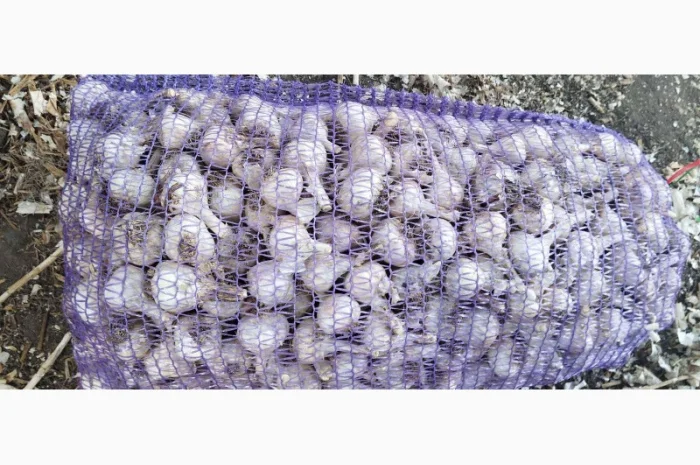 Чеснок для переработки и использования в пищевой промышленности- фото № 6