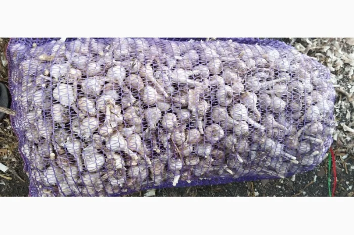 Чеснок для переработки и использования в пищевой промышленности- фото № 7